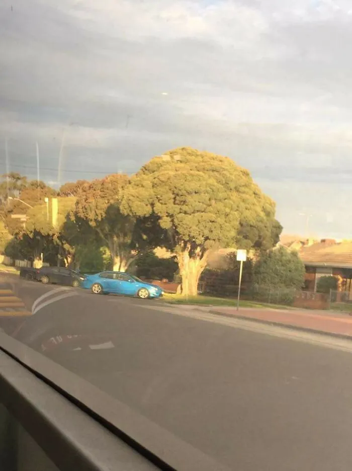 Tree shaped like broccoli in a neighborhood glitch