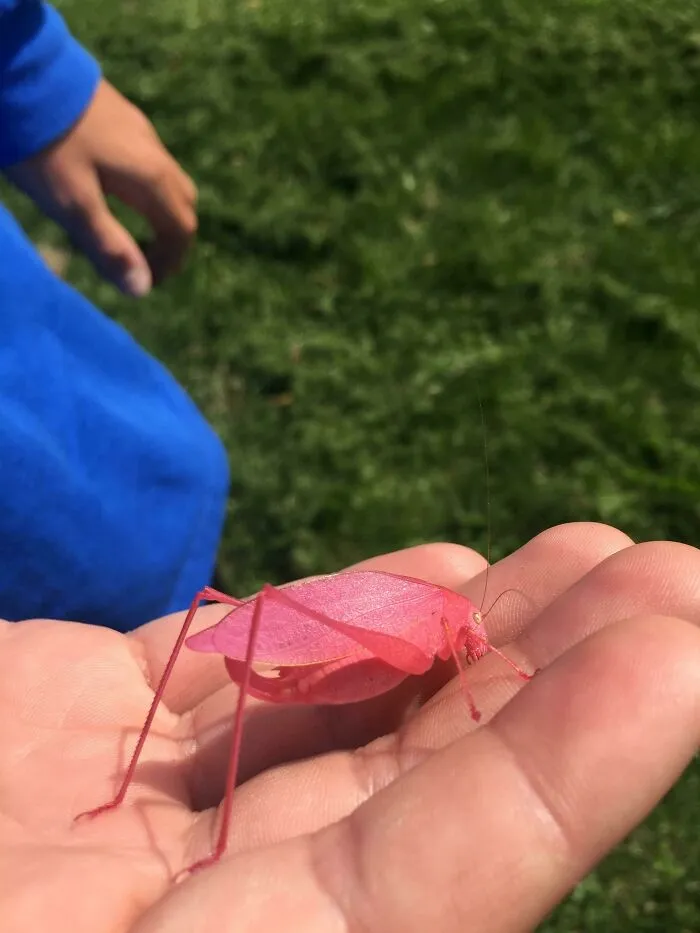 Close-up of a pink insect on hand showcasing unusual glitch colors in nature