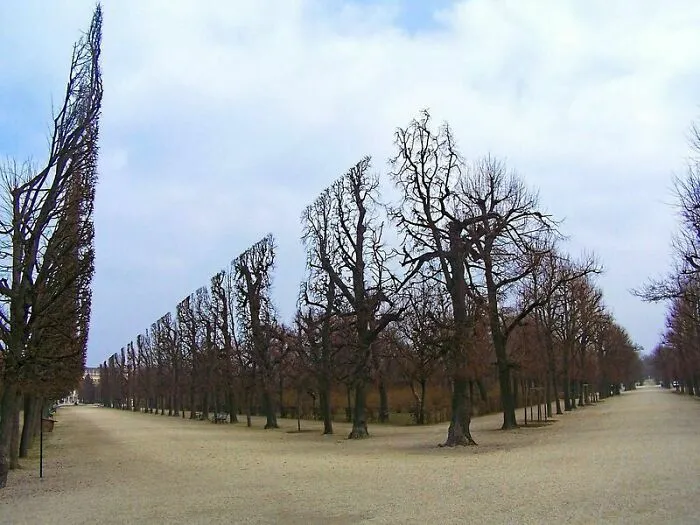 Two symmetrical rows of leafless trees forming a natural corridor