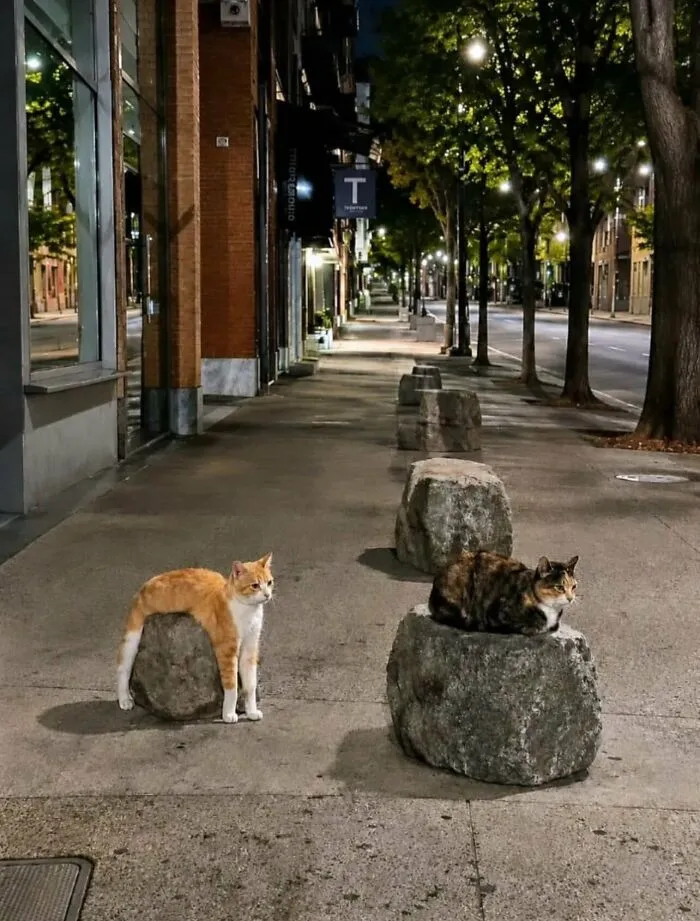 Weird and funny photo of two cats resting on concrete bollards on a city sidewalk at night.