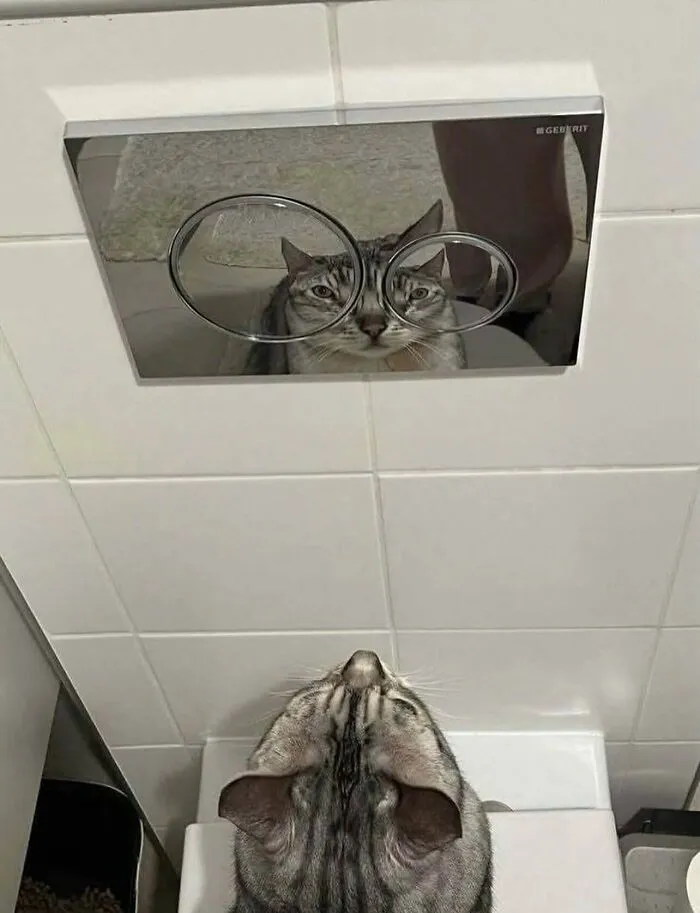 Weird and funny photo of a cat looking at flush buttons that make its eyes appear huge in the reflection.