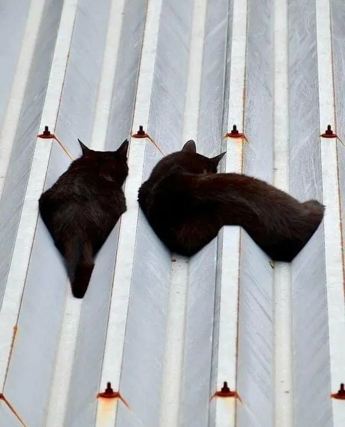 Two black cats resting on a corrugated roof featured in weird and funny photos.
