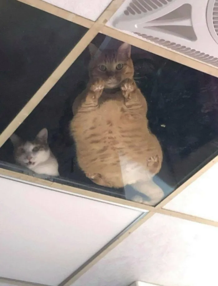 Chubby orange cat lying on a glass ceiling panel, looking down as one of many weird and funny random photos.