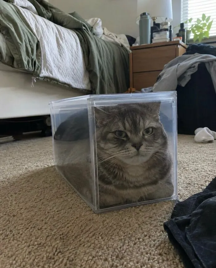 Cat sitting inside a clear plastic shoebox as an example of weird and funny photos.