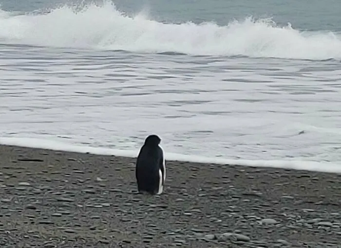 A lonely penguin standing on a pebble beach facing ocean waves, a weird and funny random photo.