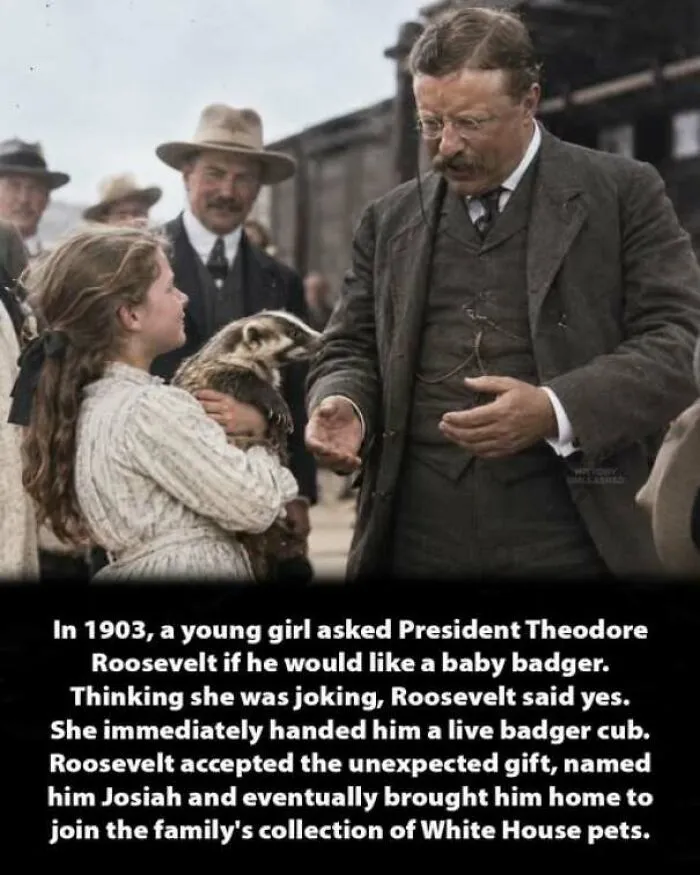 Theodore Roosevelt interacting with a young girl holding a badger in interesting history moments.