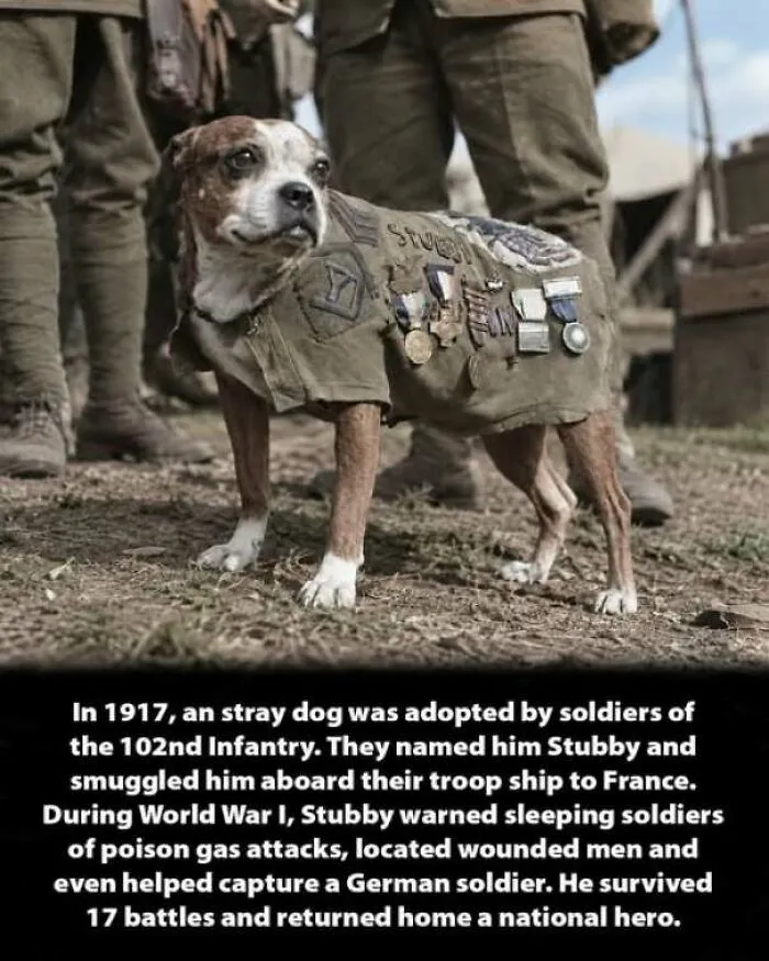 Sergeant Stubby, a decorated WWI hero dog wearing a military coat with medals, showcasing unique history moments.