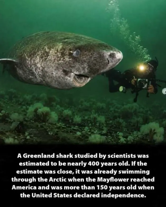 A scuba diver swimming near a massive Greenland shark underwater, a fascinating history moment.