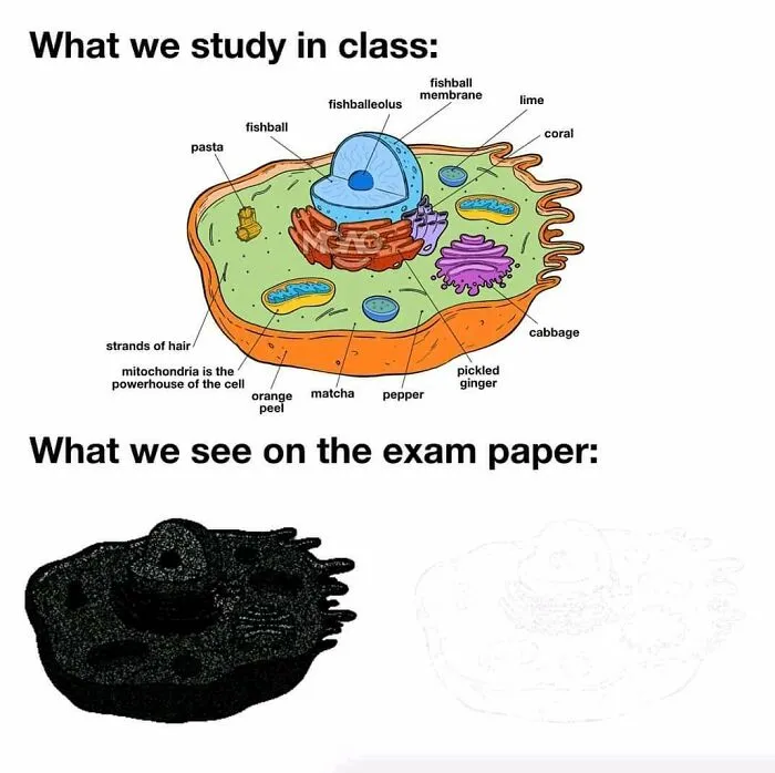 Humorous biology cell diagram labeled with random foods and exam paper contrast
