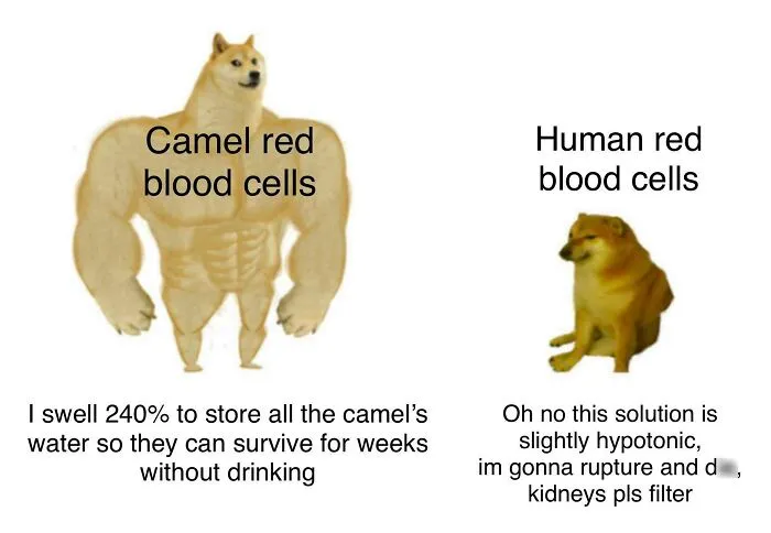Funny comparison meme of camel and human red blood cells in biology