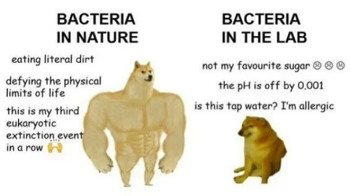 Funny biology meme contrasting tough bacteria in nature vs weak in lab