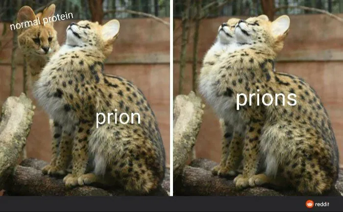 Biology meme comparing prion and normal proteins with spotted cats