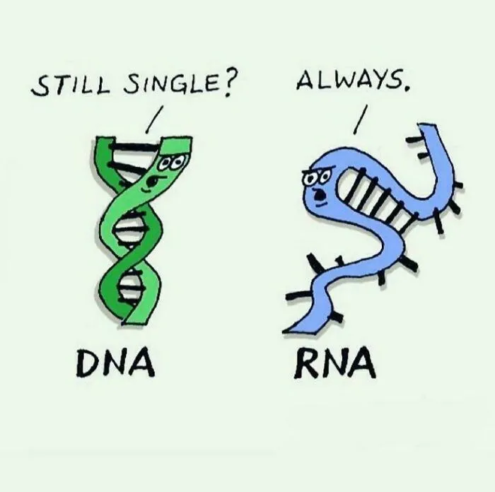 Cartoon funny biology meme with DNA and RNA characters about being single