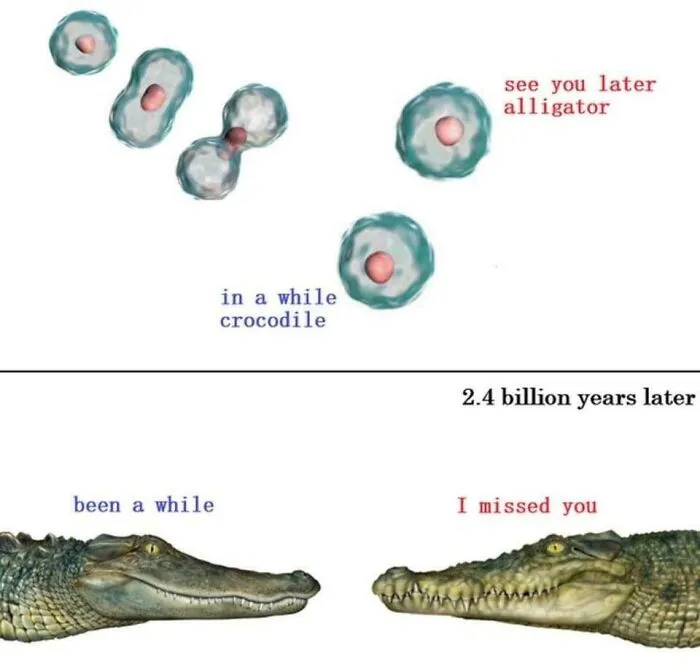 Biology meme showing cellular division and crocodile alligator pun about evolution