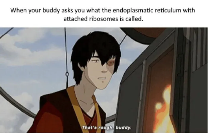 Anime character meme about rough endoplasmic reticulum with ribosomes in biology