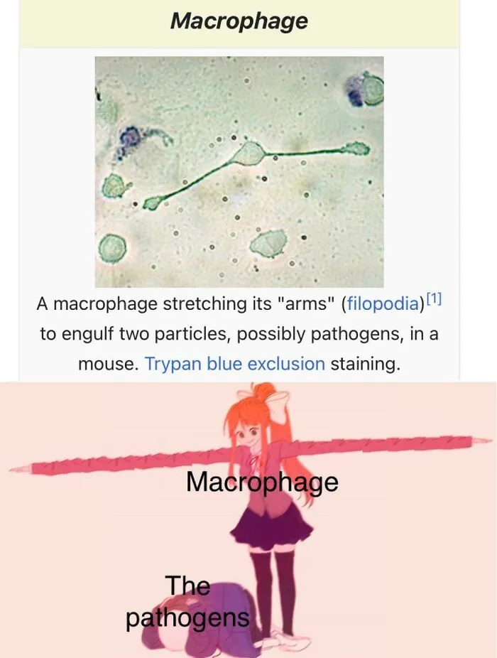 Biology meme comparing macrophage cell to an anime character overpowering pathogens