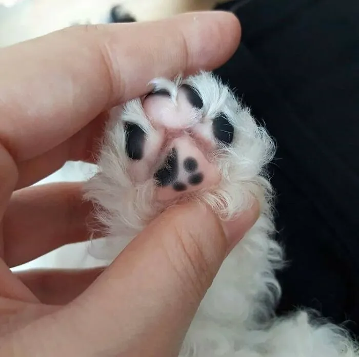 Close-up of dog paw with unusual black spots glitch matrix