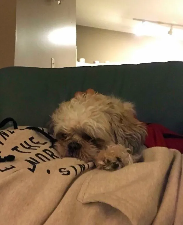 Small dog resting on person glitch matrix cozy moment