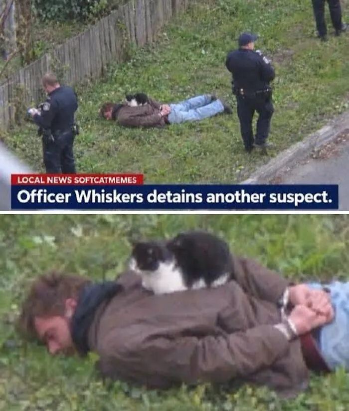 Funny feral meme showing cat on suspect with caption Officer Whiskers detains another suspect