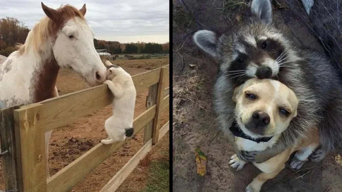 The Snuggle Is Real: 50 Pics Of Animals Doing The Most Random Stuff