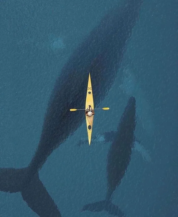 Kayaker paddling above deep-water whales shadows