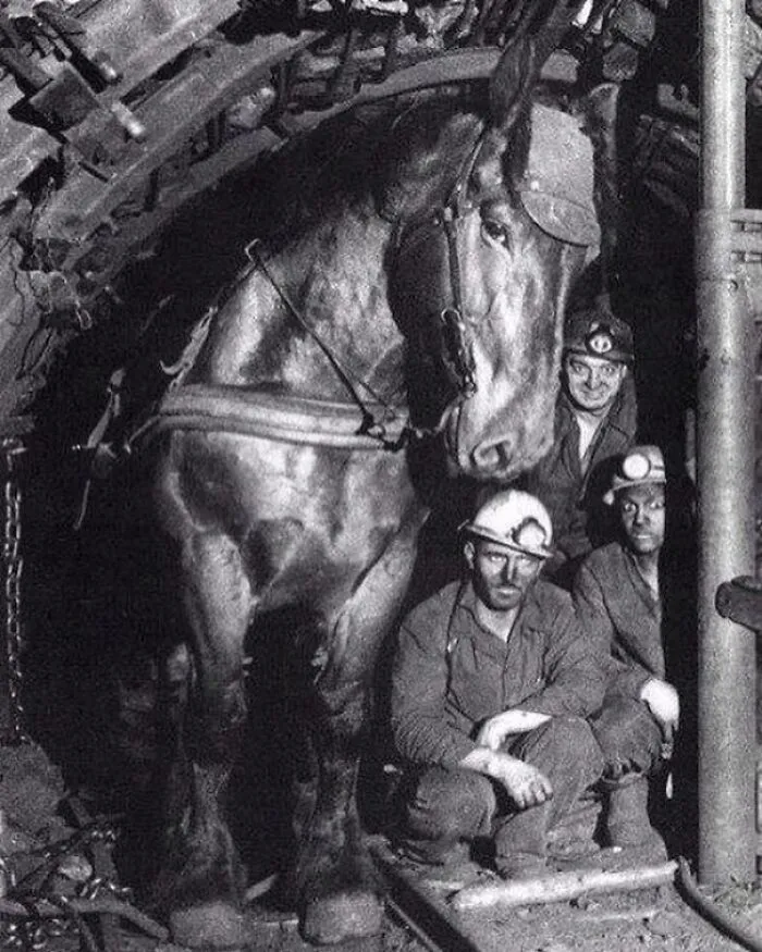 Coal miners posed with a pit pony underground, highlighting cool facts about the past and history.