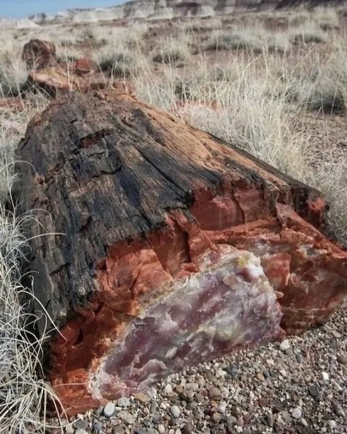 Large petrified log displaying colorful crystalized minerals inside, showcasing interesting facts about the past landscape.