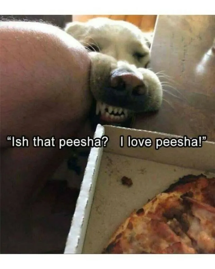 Dog memes showing a dog biting a leg while begging for pizza