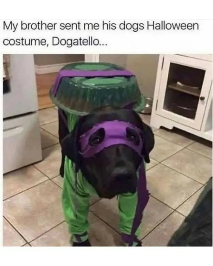 Dog memes showcasing a dog dressed in a Ninja Turtle Halloween costume