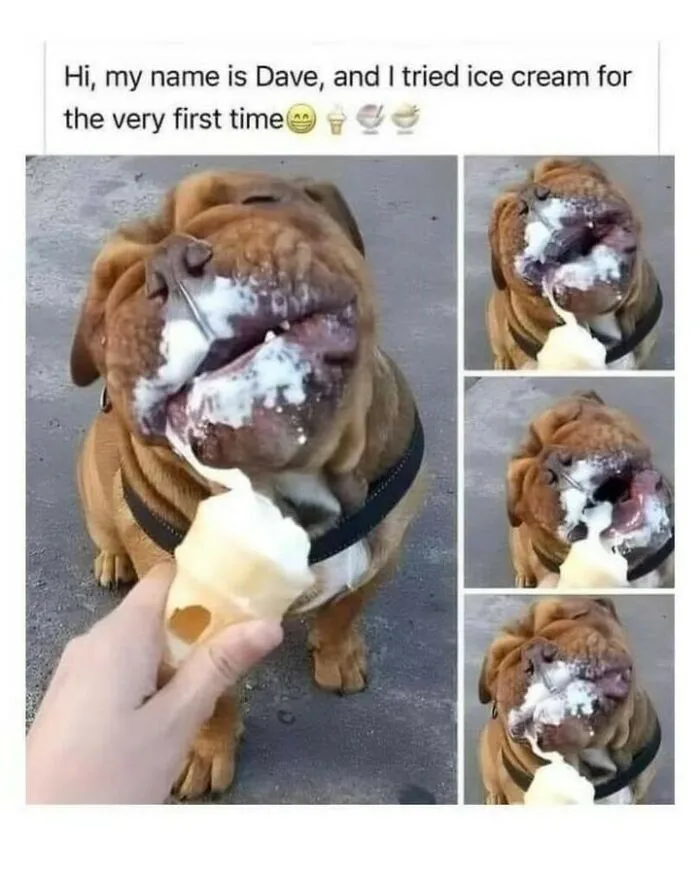 Messy dog memes compilation showing a bulldog named Dave eating an ice cream cone for the first time.