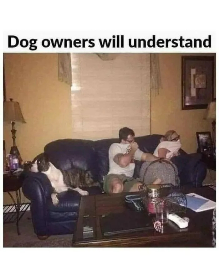 Relatable dog memes post showing owners covering their noses on the couch while their dog lies nearby.