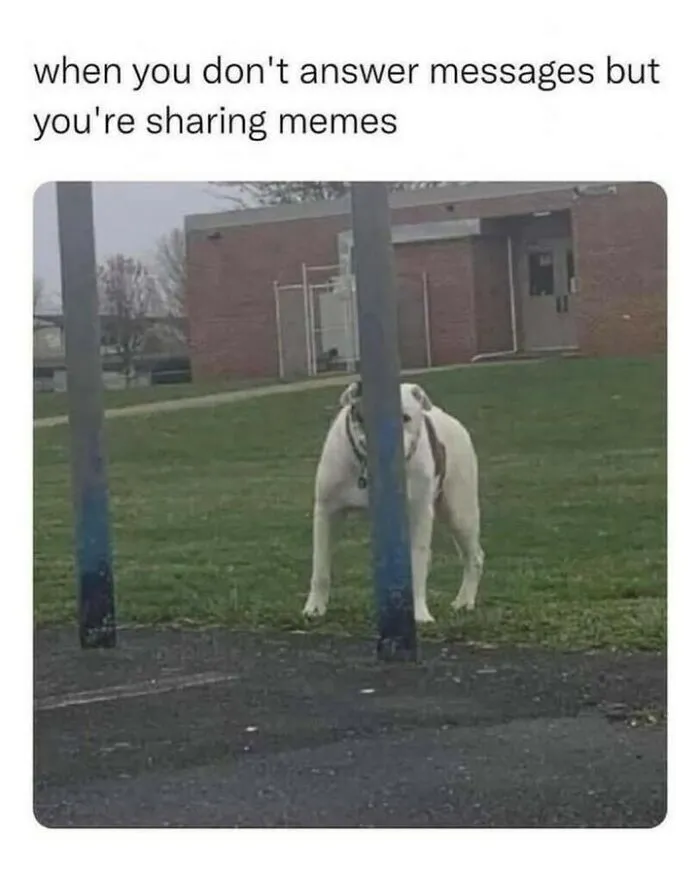 Funny dog memes showing a white dog attempting to hide poorly behind a thin metal pole in a park.