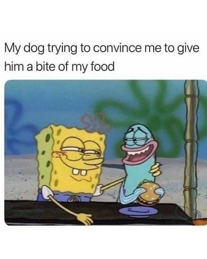 SpongeBob cartoon illustration used for dog memes depicting a pet slyly trying to get food from its owner.