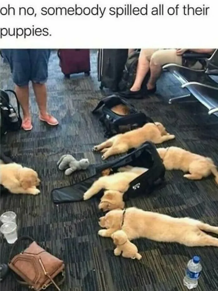 Cute dog memes showing a group of golden retriever puppies lying sprawled out on an airport terminal floor.