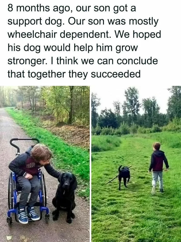Wholesome dog memes showing a young boy with a black support dog, transitioning from a wheelchair to walking outdoors.