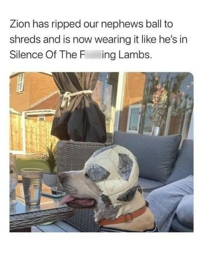 Dog memes featuring a yellow lab wearing a shredded soccer ball on its head like a helmet.