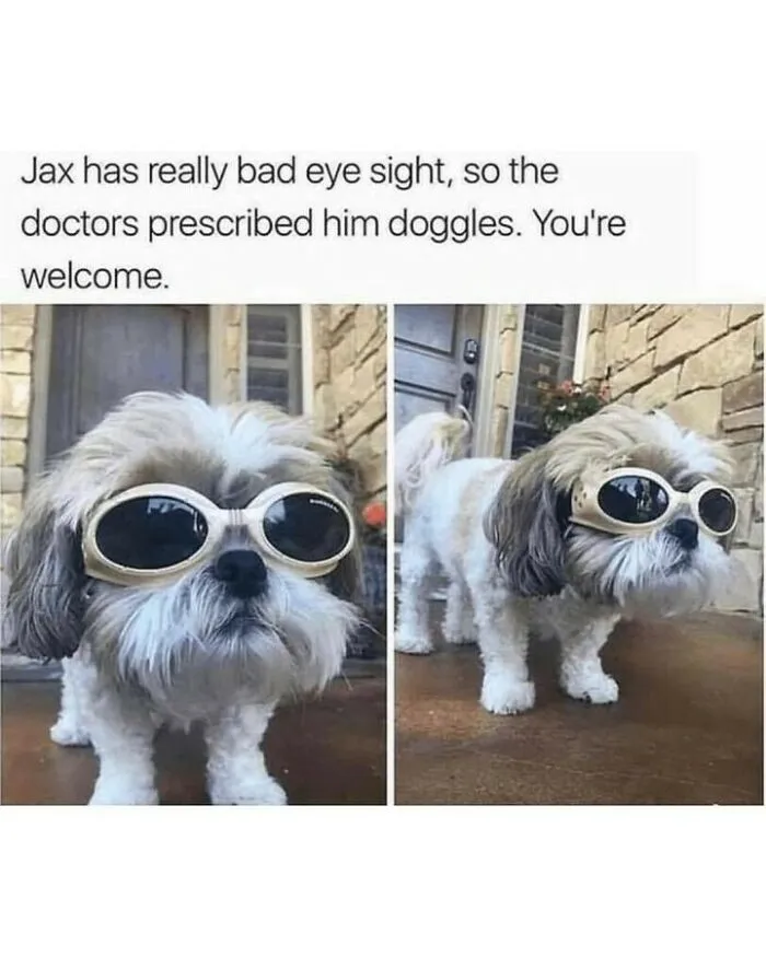 Dog memes with a small fluffy dog wearing prescription protective goggles on its face.
