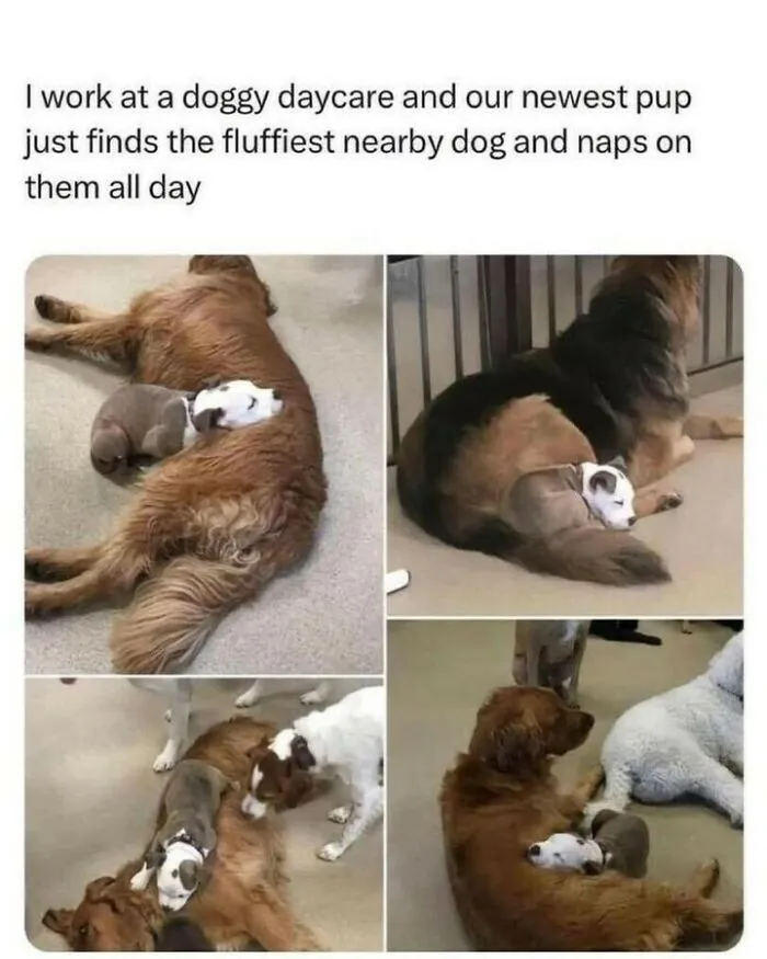 Heartwarming dog memes showing a tiny puppy napping on top of larger fluffy dogs at daycare.
