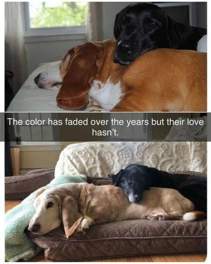 Heartwarming dog memes showing two dogs cuddling together as they age over the years