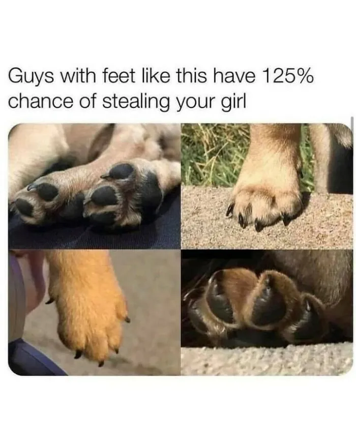 Adorable dog memes collage displaying cute dog paws and toe beans close up