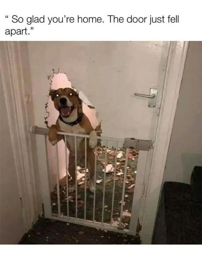Hilarious dog memes of a dog sticking its head through a broken hole in the door