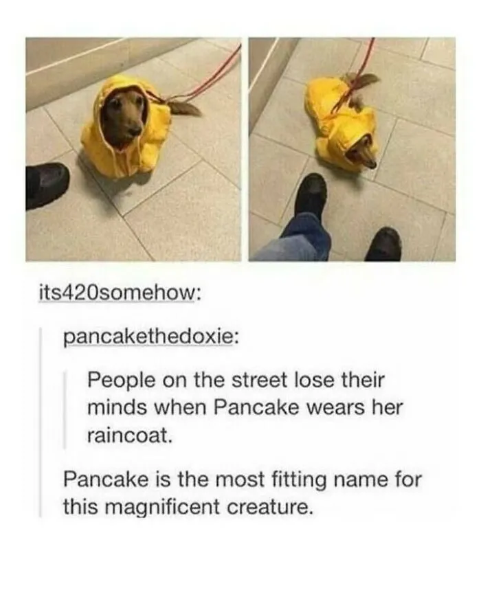 Adorable dog meme of a dachshund named Pancake wearing a small yellow raincoat on a leash.