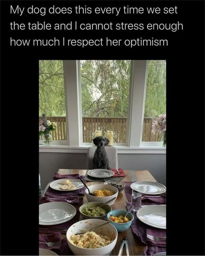 Funny dog memes image showing a grey poodle sitting patiently at a set dinner table expecting food.