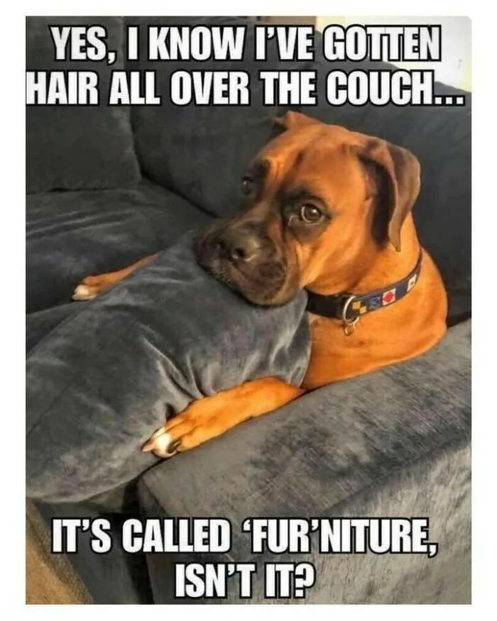 Dog memes of a boxer resting its head on a couch with a funny pun about furniture.