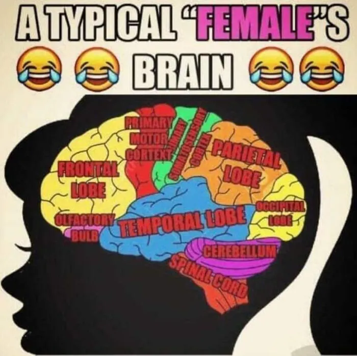 A diagram of a female brain showing normal anatomy, mocking wrong takes on female anatomy.