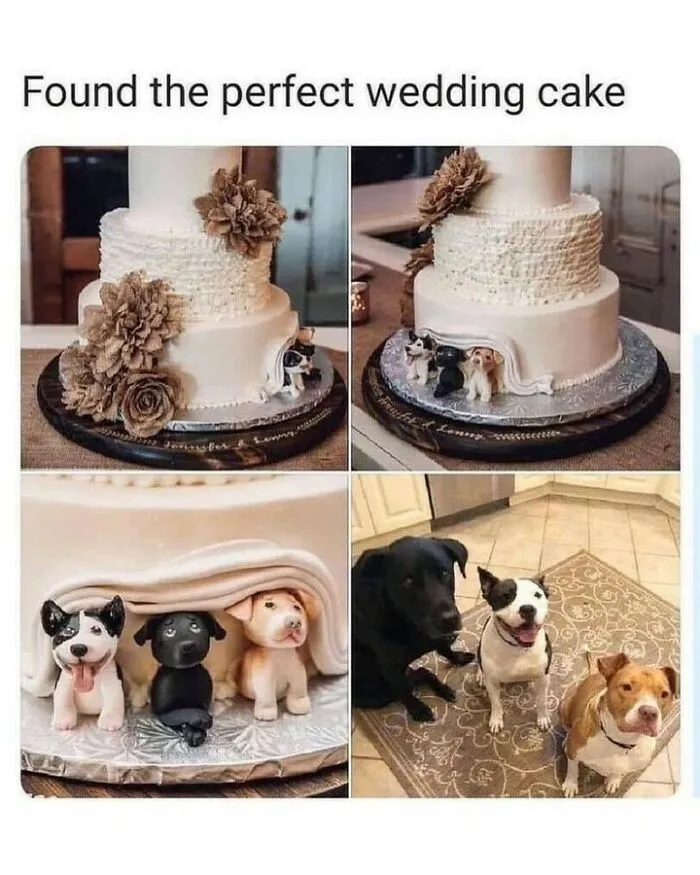 Funny dog memes featuring a wedding cake with edible dog figures peeking out next to real dogs.