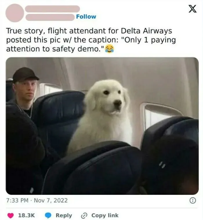 Dog memes of a fluffy white dog sitting in an airplane seat paying attention to safety demo