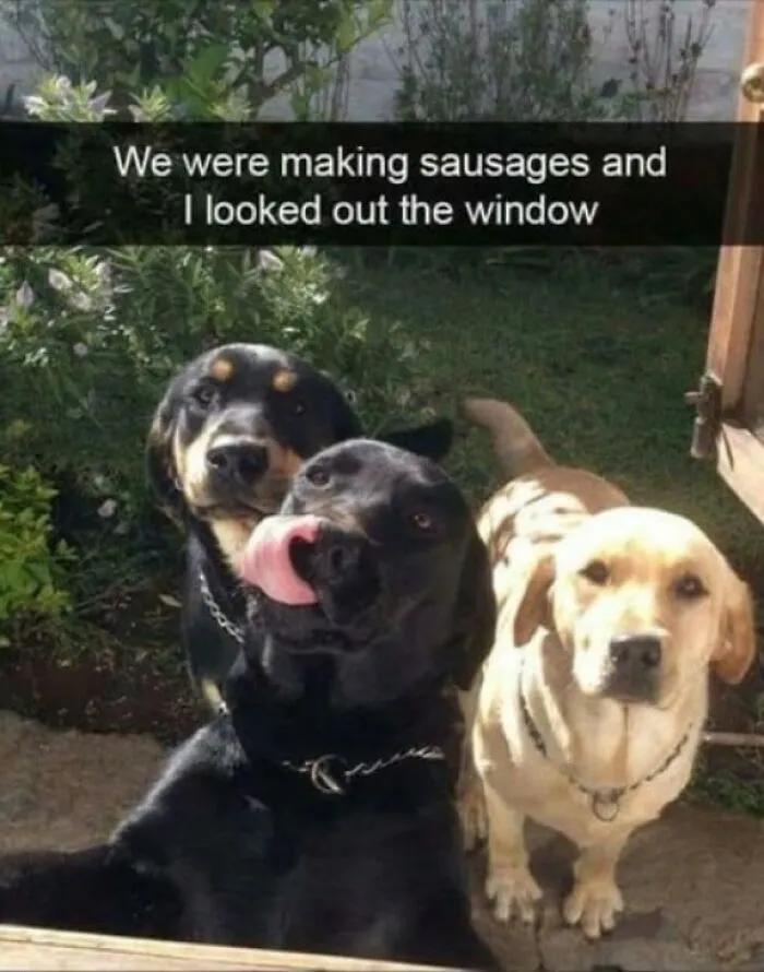 Funny dog memes featuring three dogs looking through a window licking their snouts for sausage