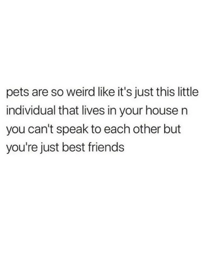 Dog meme text on a white background about pets being best friends that live in your house.