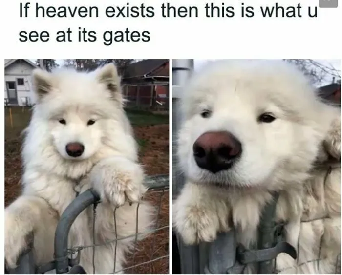 Fluffy white Samoyed dog resting paws on a fence in a dog meme about heaven.